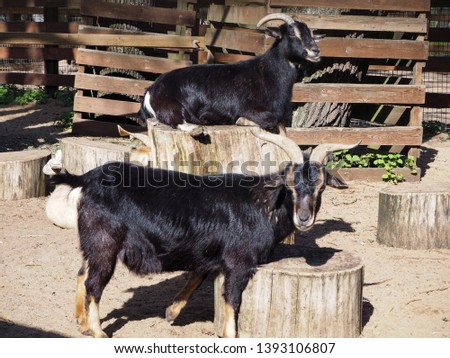 Black Cameroonian goats (Capra hircus) in the zoo