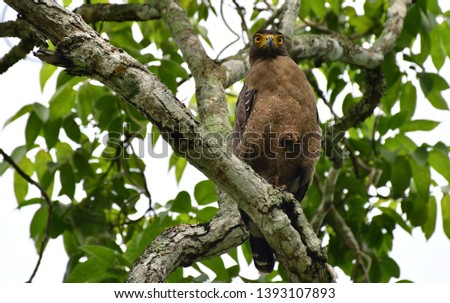 Crested serpent eagle (Spilornis cheela) is a medium-sized bird of prey that is found in forested habitats across tropical Asia. Within its widespread range across the Indian , Southeast Asia,Thailand