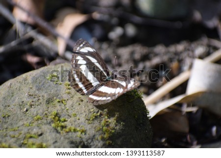 Picture of beautiful butterfly of Himalayas.
Neptis clinia, the southern sullied sailer or clear sailer, is a species of nymphalid butterfly found in South Asia and Southeast Asia.
