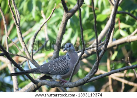 Closeup portrait of a bird perching on a tree branch in the spring season. Spotted dove ( spilopelia chinensis). Bird sitting on its natural habitat. Birds of india
