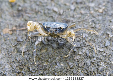 Crabs found on the mountain when climbing a mountain 	