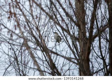 Wild northern mockingbird i(Mimus polyglottos) n bare trees during the winter season