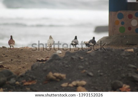 three doves looking for food on the beach