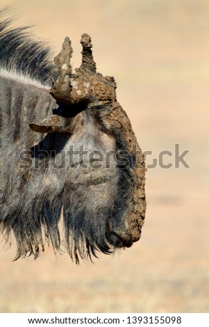 Bluewildebeest (Connochaetes taurinus), Mata Mata, Kgalagadi Transfrontier Park, Kalahari desert, South Africa.