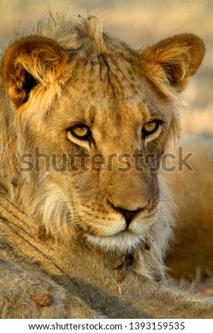 African Lion (Panthera leo) - Young,   Kgalagadi Transfrontier Park, Kalahari desert, South Africa.