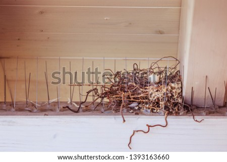 Closeup picture of pigeon egg in a bird nest