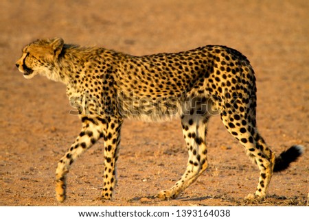 Cheetah (Acinonyx jubatus), Kgalagadi Transfrontier Park, Kalahari desert, South Africa.