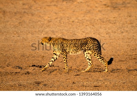 Cheetah (Acinonyx jubatus), Kgalagadi Transfrontier Park, Kalahari desert, South Africa.