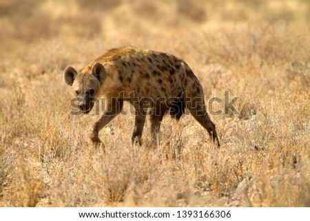 Spotted hyaena (Crocuta crocuta), Kgalagadi Transfrontier Park, Kalahari desert, South Africa.