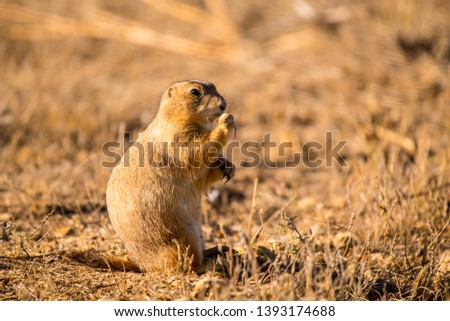 Black-tailed prairie dog standing on a dirt soil Royalty-Free Stock Photo #1393174688