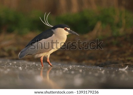 Black-capped night heron (Nycticorax nycticorax) fishing fish in the evening on the lake