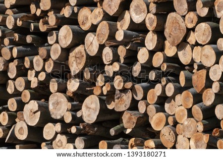 Pile of wood logs. Tree stumps backround. Tree stumps backround