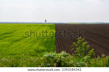 Agricultural field in the spring. Field of oil beet, corn, grain, sunflower, etc. - image