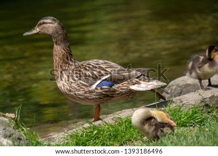 Duck with ducklings by the water