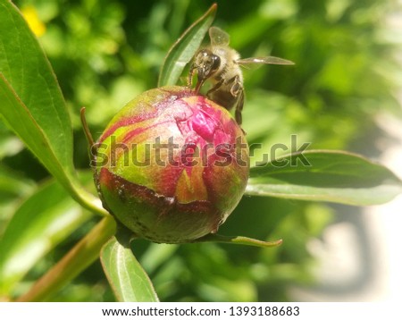Buds of peonies unopened with bee