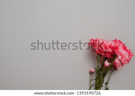 Pink flowers isolated. Postcard with copy space and template background. Top view. Mother day and valentines concept. Flower delivery and online order luxury bouquet concept. Summer season