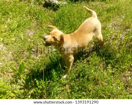 Red dog barking in the grass
