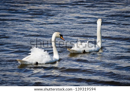 Two mute swans have their feathers ruffled by the wind while swimming in Pagham harbour nature reserve, West Sussex, England