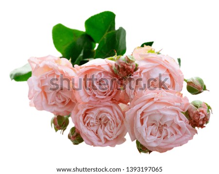 Rose small fresh flowers top view close up isolated on white background