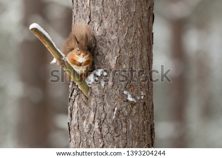 Red Squirrel perched on a branch up a snow covered tree.  