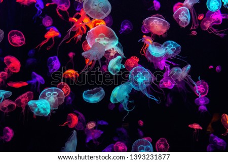 Colorful Jellyfish underwater. Jellyfish moving in water. Royalty-Free Stock Photo #1393231877