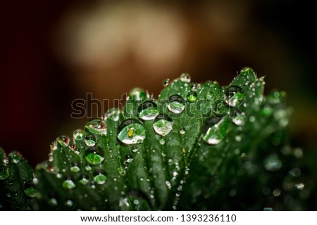 Closeup of leaf with several water drops