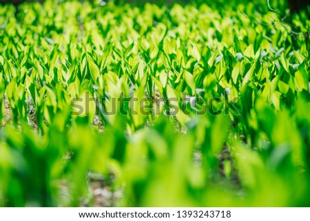 Green fresh grass on a spring meadow in a field in Russia