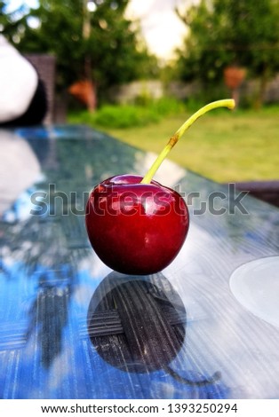 Picture of a ripe and freshly picked cherry in Hunza Valley, Pakistan