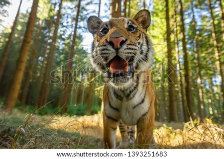 Siberian tiger standing in front of photo with open mouth. Dangerous wild animal. 