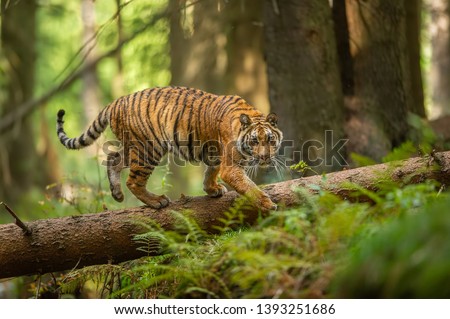 Siberian tiger walking on a fallen tree in taiga. Jungle forest with dangerous animal. Panthera tigris altaica Royalty-Free Stock Photo #1393251686
