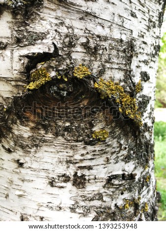 the bark on the birch