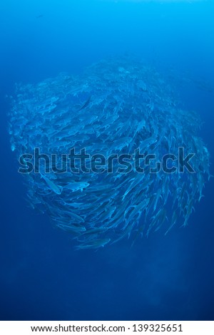 Just off Cocos Island, Costa Rica, a large school of Bigeye jacks (Caranx sexfasciatus) swirls in deep water.  This remote island is known for its large populations of sharks and fish.