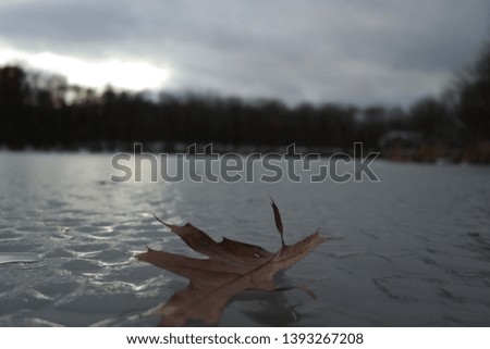 Autumn leaf on a frozen lake