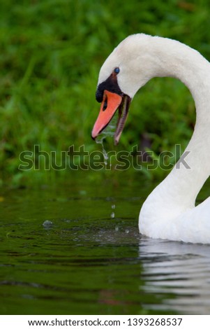 Mute swan (Cygnus olor), in the pond, Cincinnati, USA.