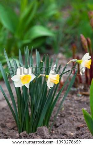 white daffodil with yellow core grows in the garden