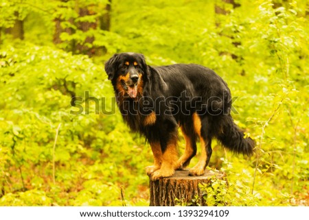Black and golden hovawart nice portrait with green background