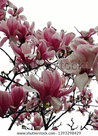 Pink Magnolia flowers in the raindrops