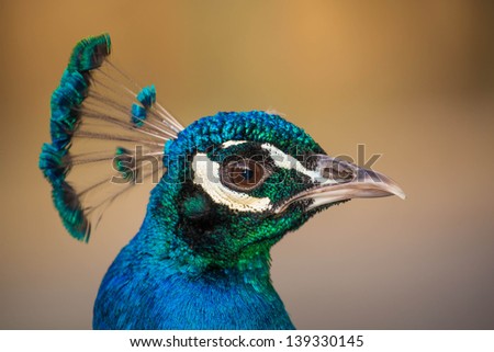 detail of peacock