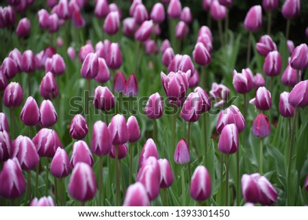 A cluster of violet colored tulips blooming in Central Park