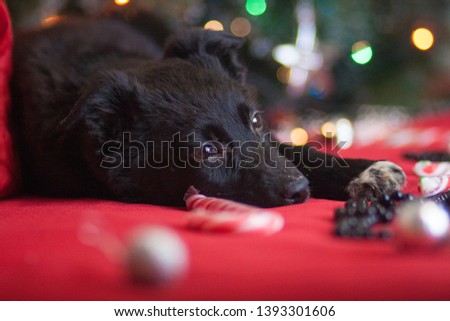 Christmas dog . Black dog puppy animals. New year decoration holiday. Christmas bauble happiness.