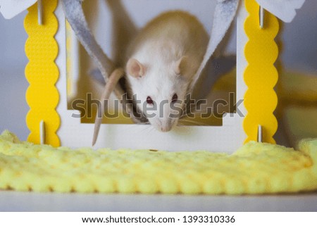 mortgage concept. funny mouse in the yellow doll house. white rat profile