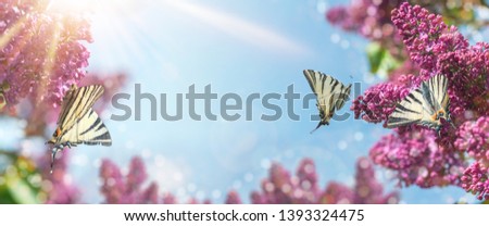 Spring-summer banner - purple branches of blossoming lilac against blue sky background and three swallowtail butterflies on nature outdoors. Dreamlike romantic spring panoramic image with copy space.