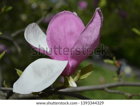 Magnolia flower, tree branches with large fragrant magnolia flowers on a sunny day, close-up