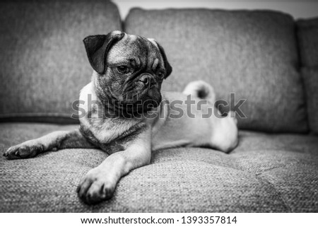 Pretty Cute Pug Puppy Dog breed Black and White Photography