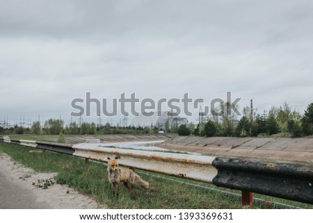 Fox goes and Chernobyl NPP on the background. Chernobyl. Exclusion Zone. Royalty-Free Stock Photo #1393369631