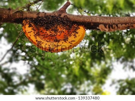 Beautiful honeybee hive being newly built by worker bees. The picture shows wild worker honey bees building a new home on a tree branch using yellow orange beeswax