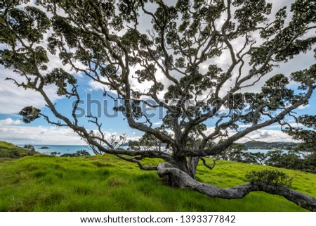 A beatiful photo of a very large Pohutukawa tree