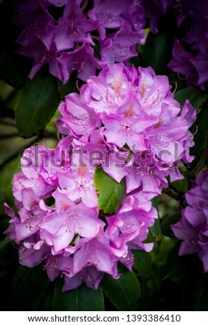 Flowering rhododendron truss of pink lilac purple with green leaves blurry background and edge vignetting in vertical format.