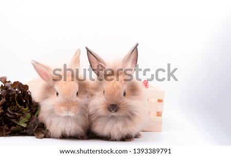 Two cute brown fluffy bunny with vegetable sitting on wooden box.two small fluffy red bunny, isolate, Easter Bunny.Two live adorable young bunny in lovely action. Famous small pet on wood table.