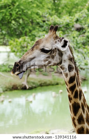 Close-up Giraffe